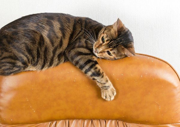 Comment gérer un chat Toyger qui manifeste une peur de l'eau lors du bain ?
